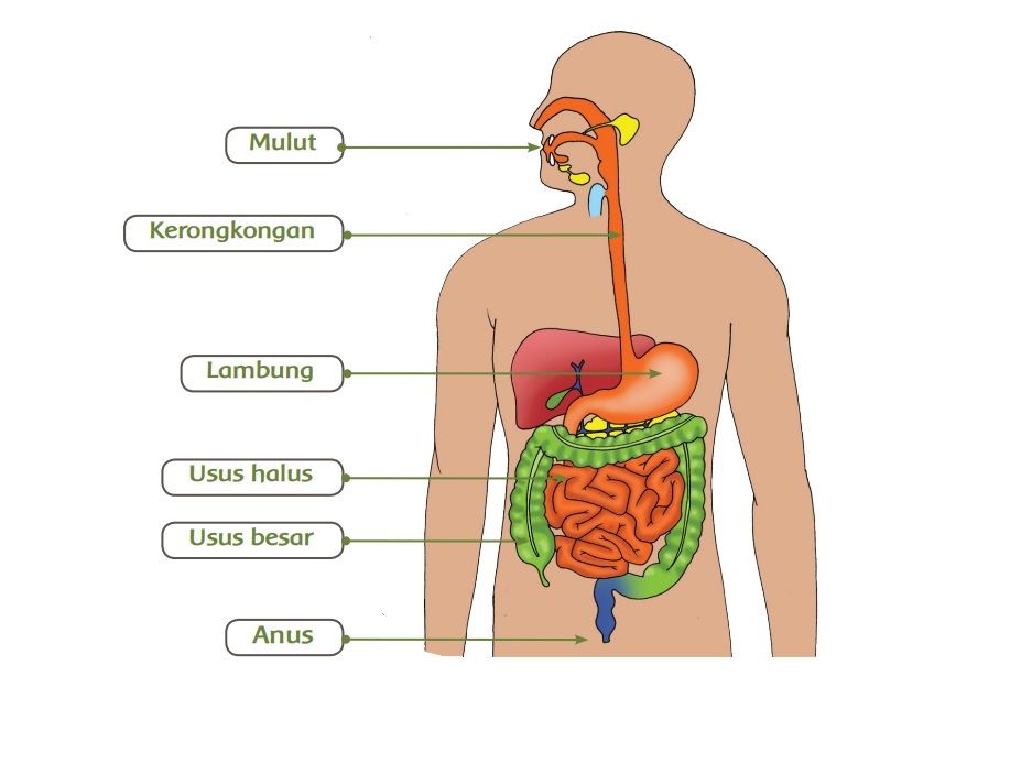 Proses pencernaan makanan