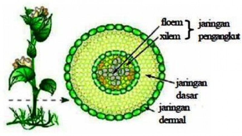 Jaringan tumbuhan