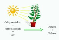 Tahapan proses fotosintesis