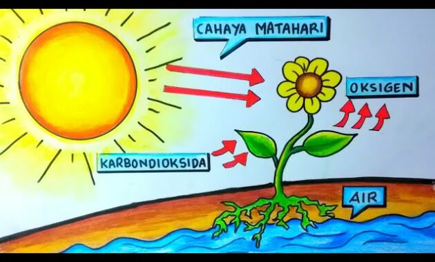 Peranan Klorofil dalam Menangkap Energi Matahari