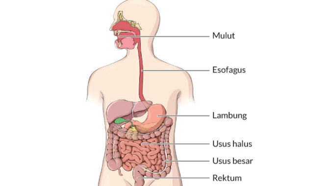 Proses Pencernaan Makanan
