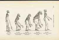 Teori Evolusi