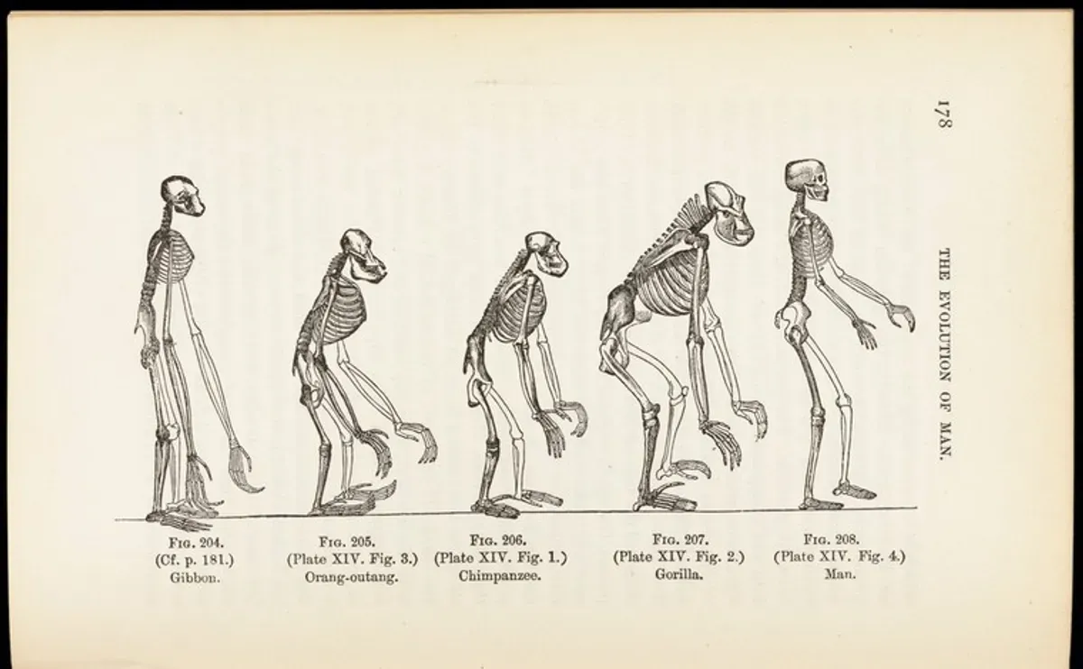 Teori Evolusi